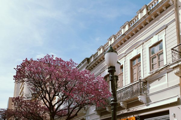 A pink ipê in front of a historic building — Curitiba, Brazil