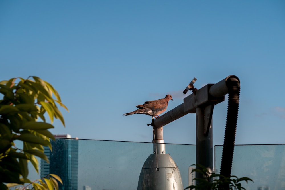 a bird on a bird feeder