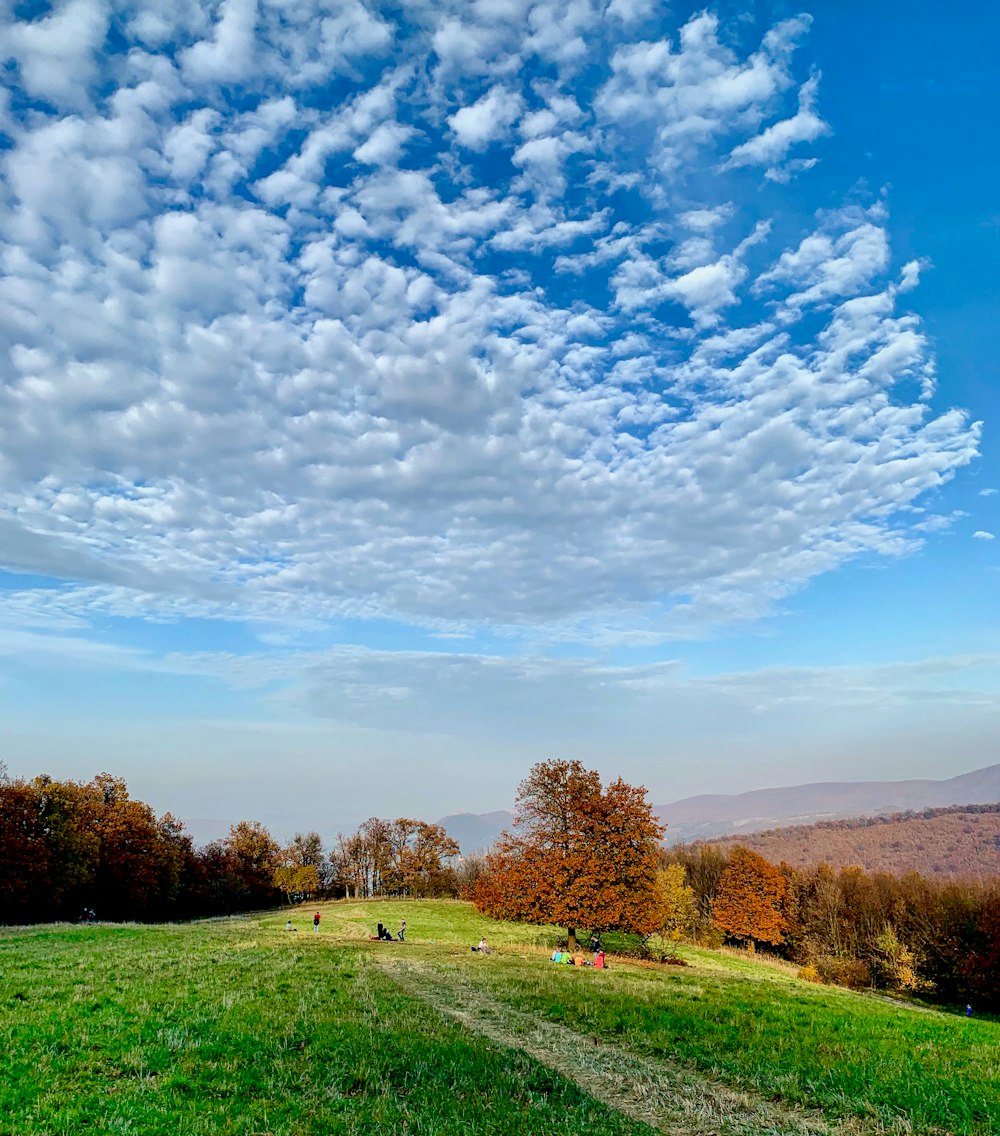 a grassy field with trees and blue sky