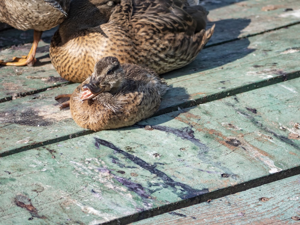 a group of ducks on a stone surface