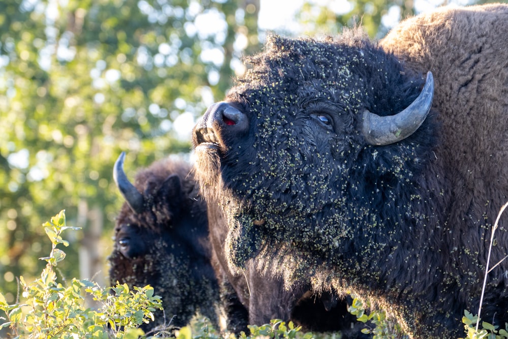 a group of buffalo