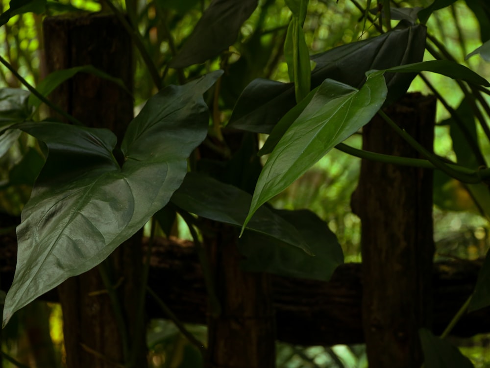 a close-up of some leaves