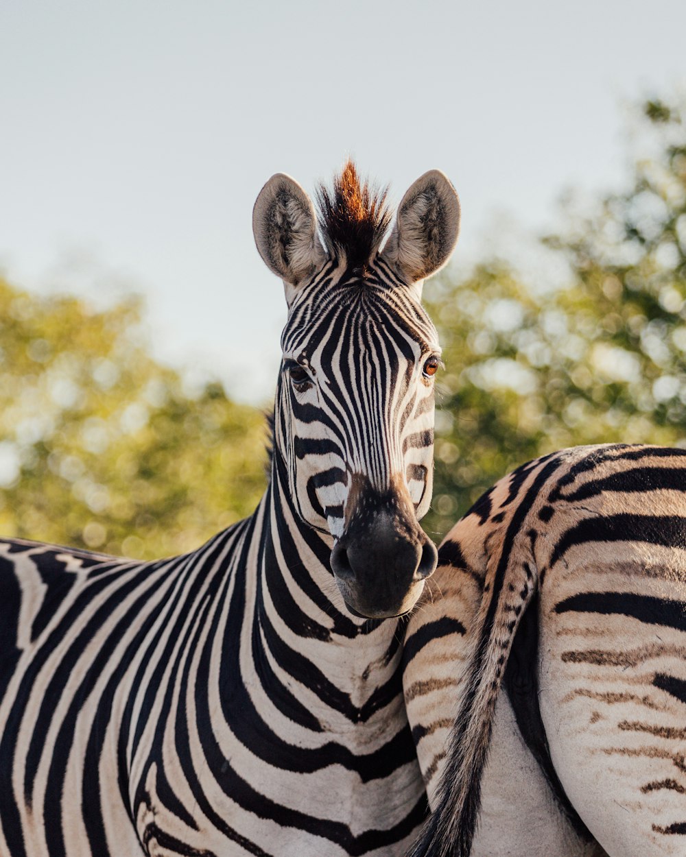 A zebra stands in front of some trees photo – Free Afrique du sud Image on  Unsplash