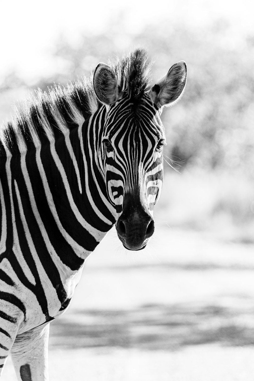 a zebra standing in a field