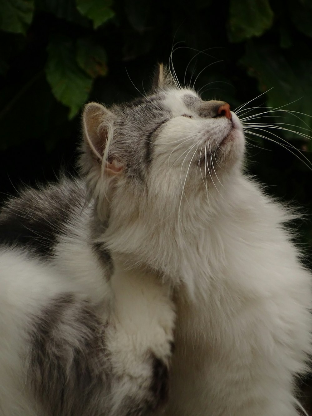 a cat licking another cat