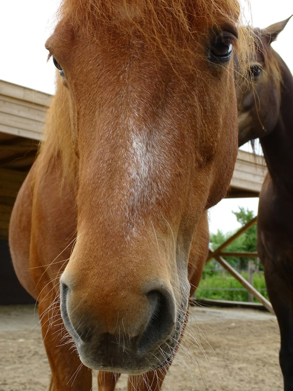 a brown horse with a white nose