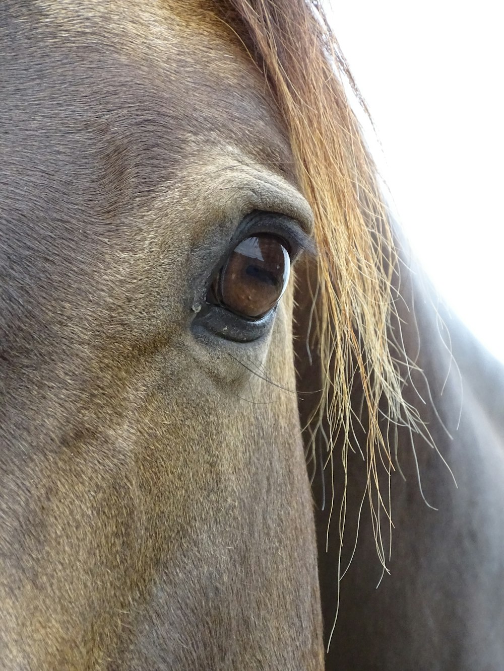 a close up of a horse's face