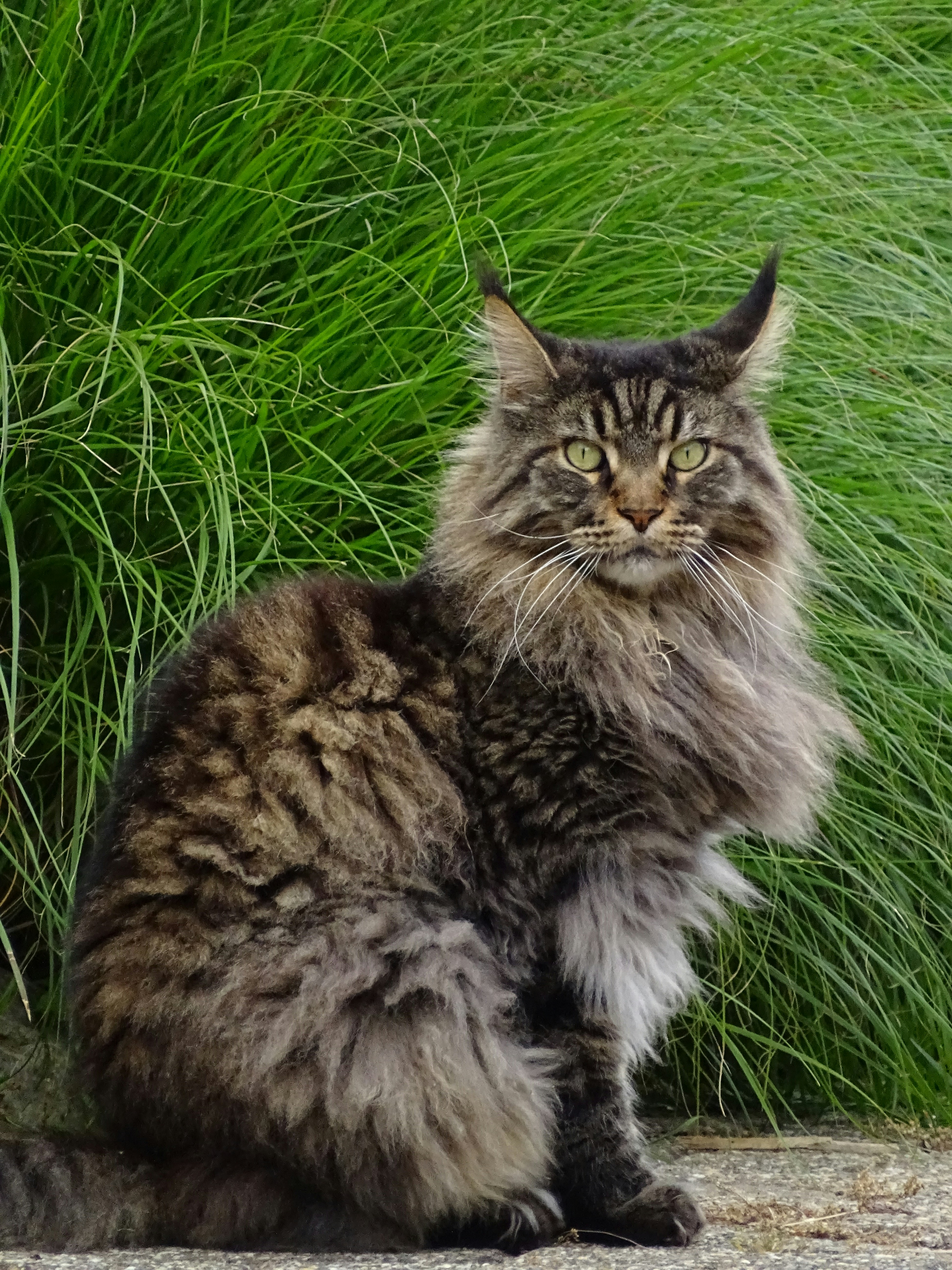 Highlander — The Curled-Ear Charmer (image credits: unsplash)
