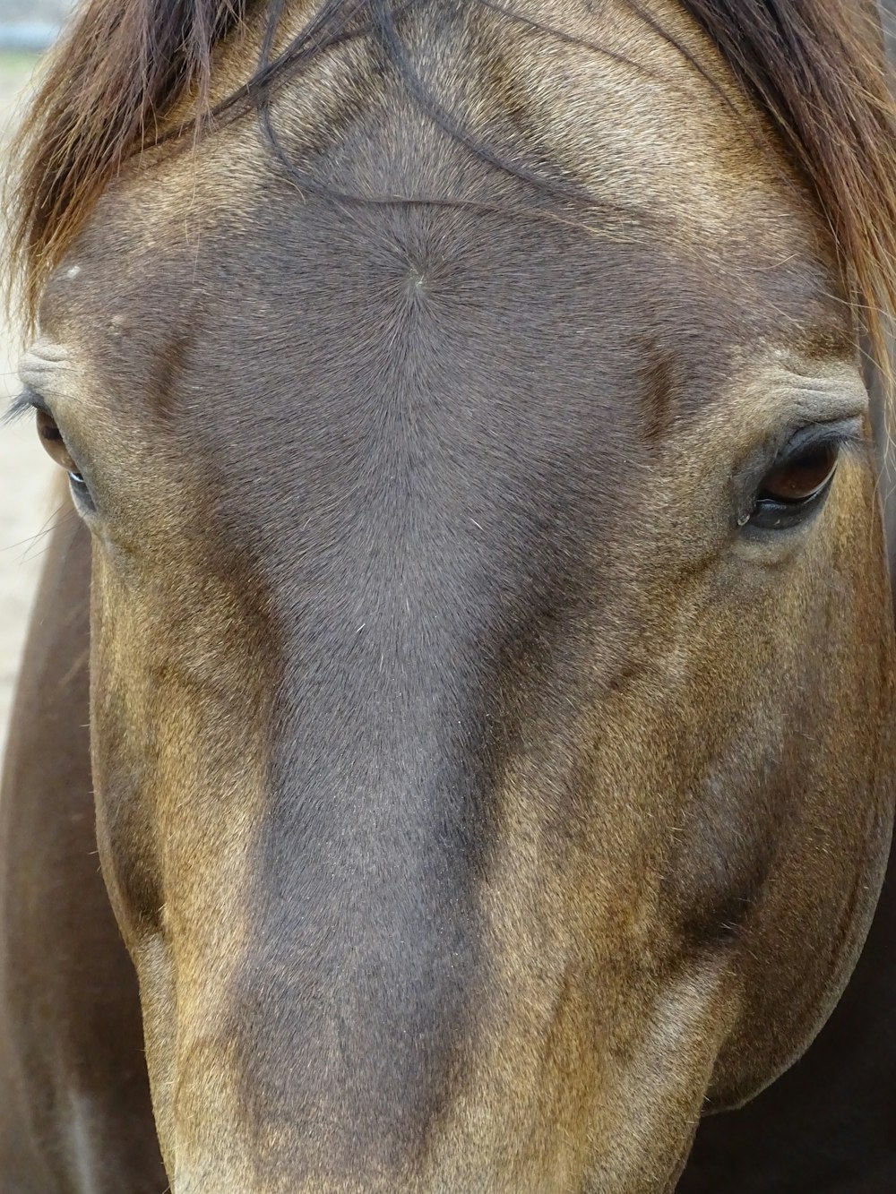 a close up of a horse