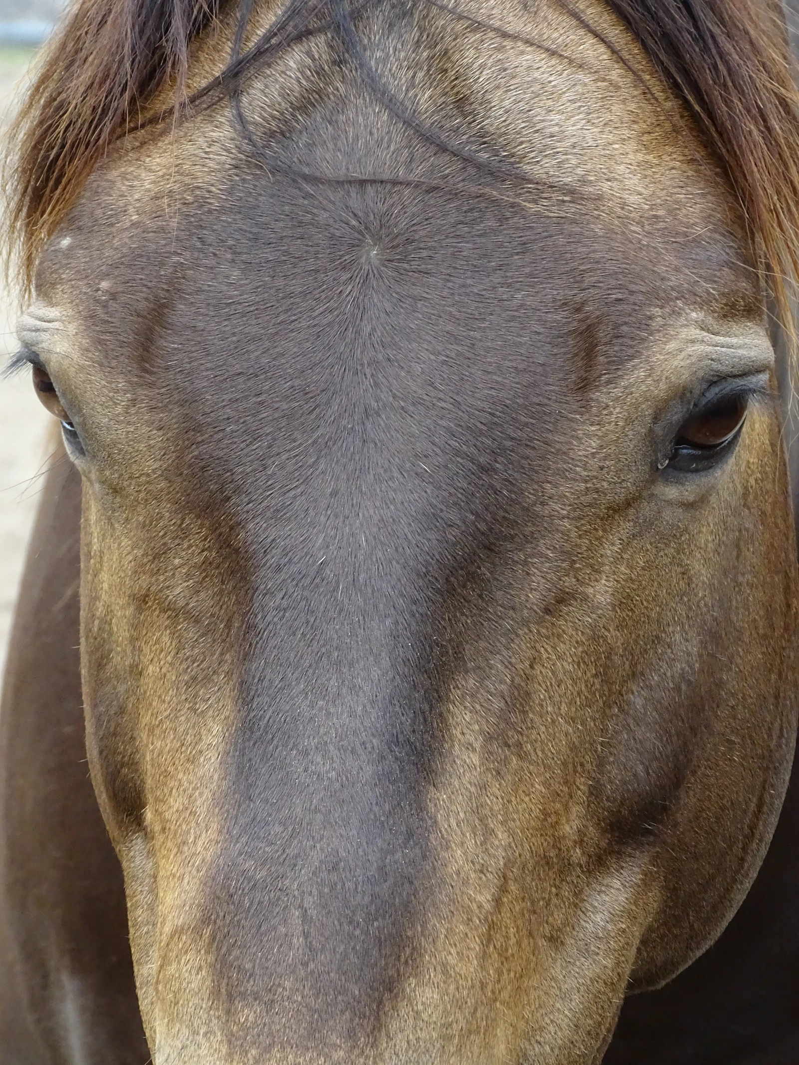Guided horseback rides along the Crooked River canyon