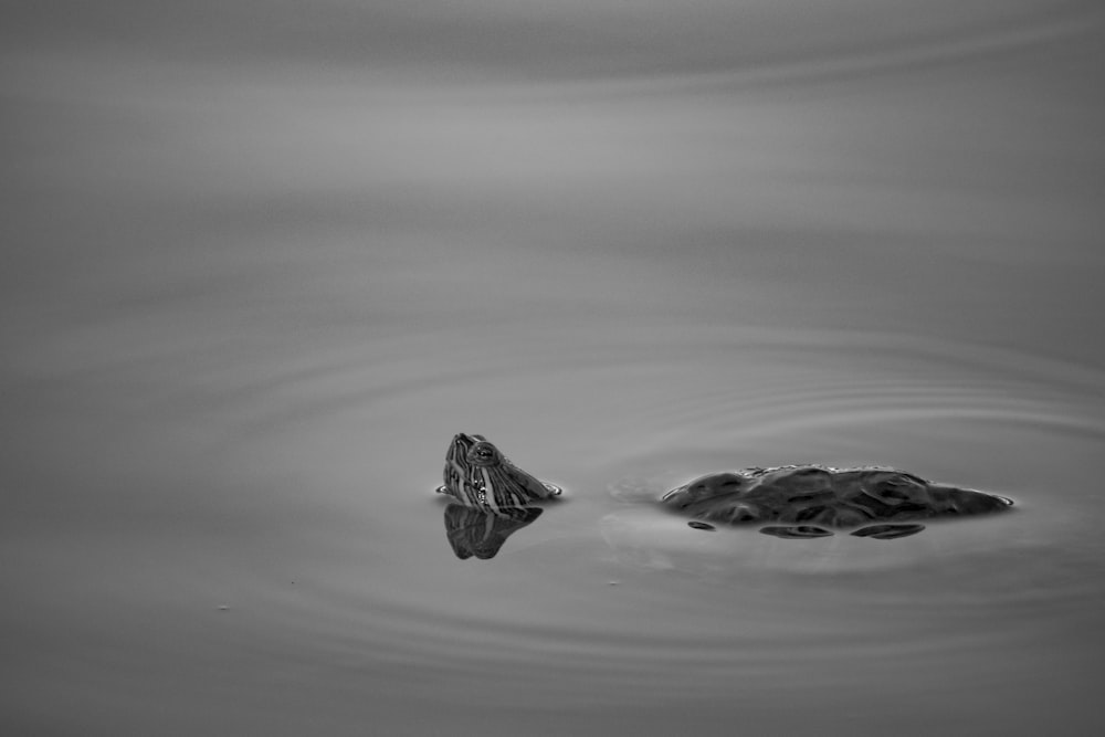 a pair of alligators in the water