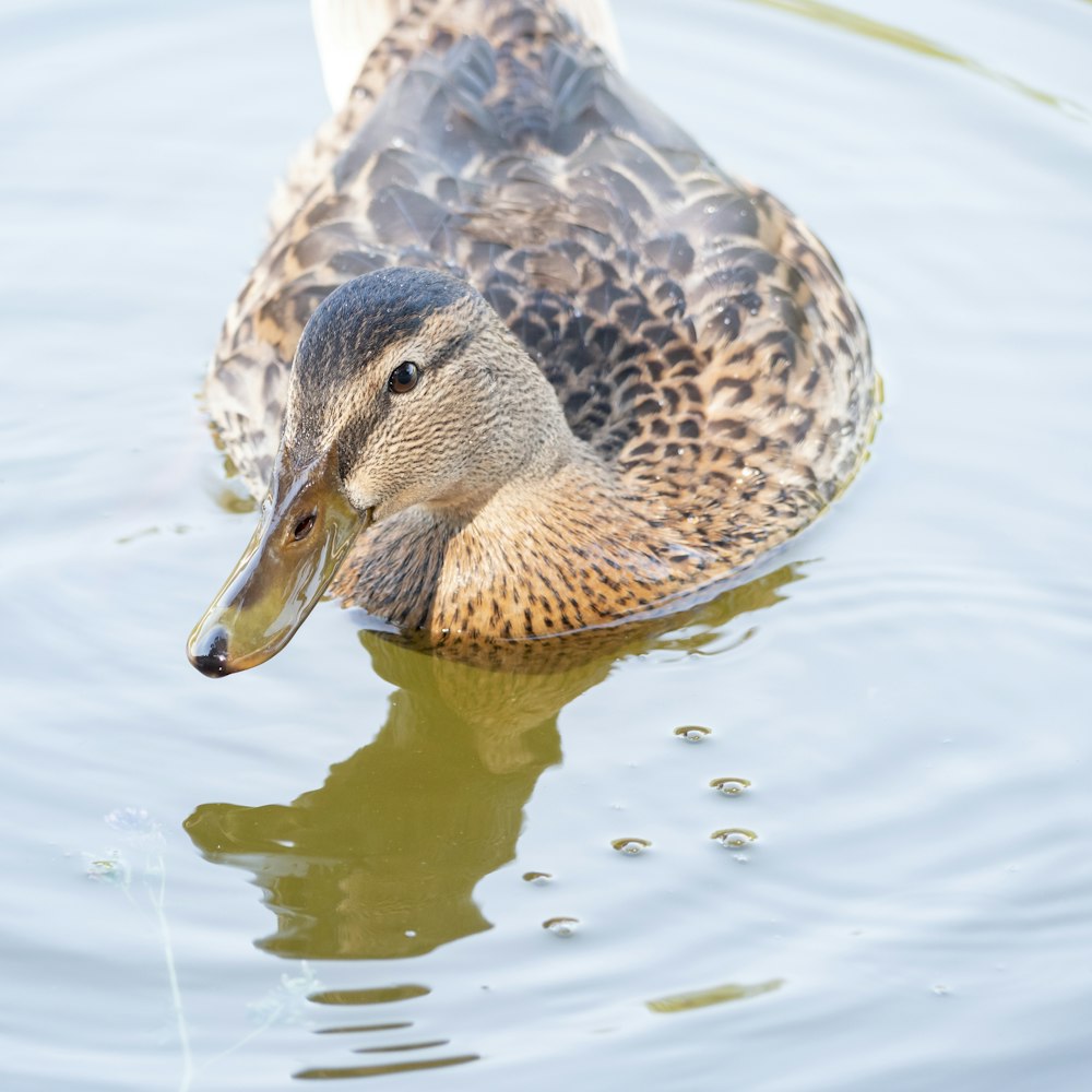 a duck swimming in water