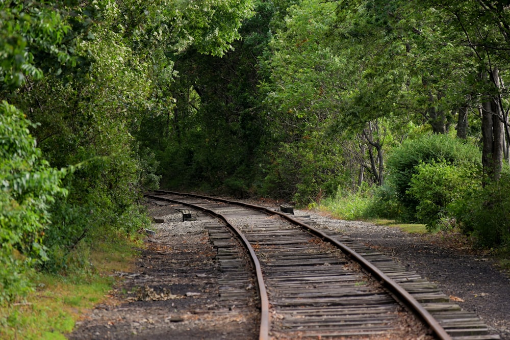a railroad track in the woods