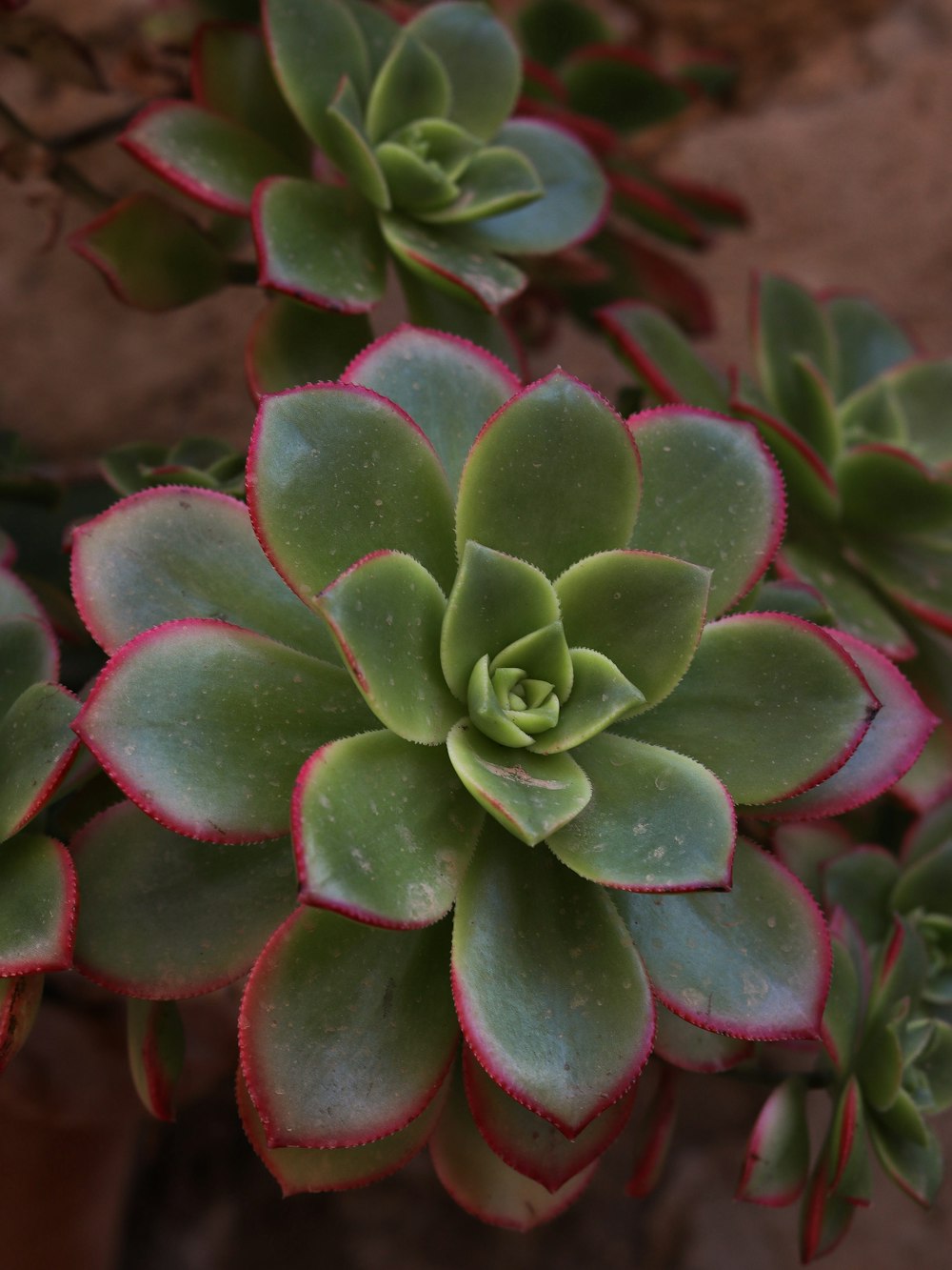 a close up of a plant