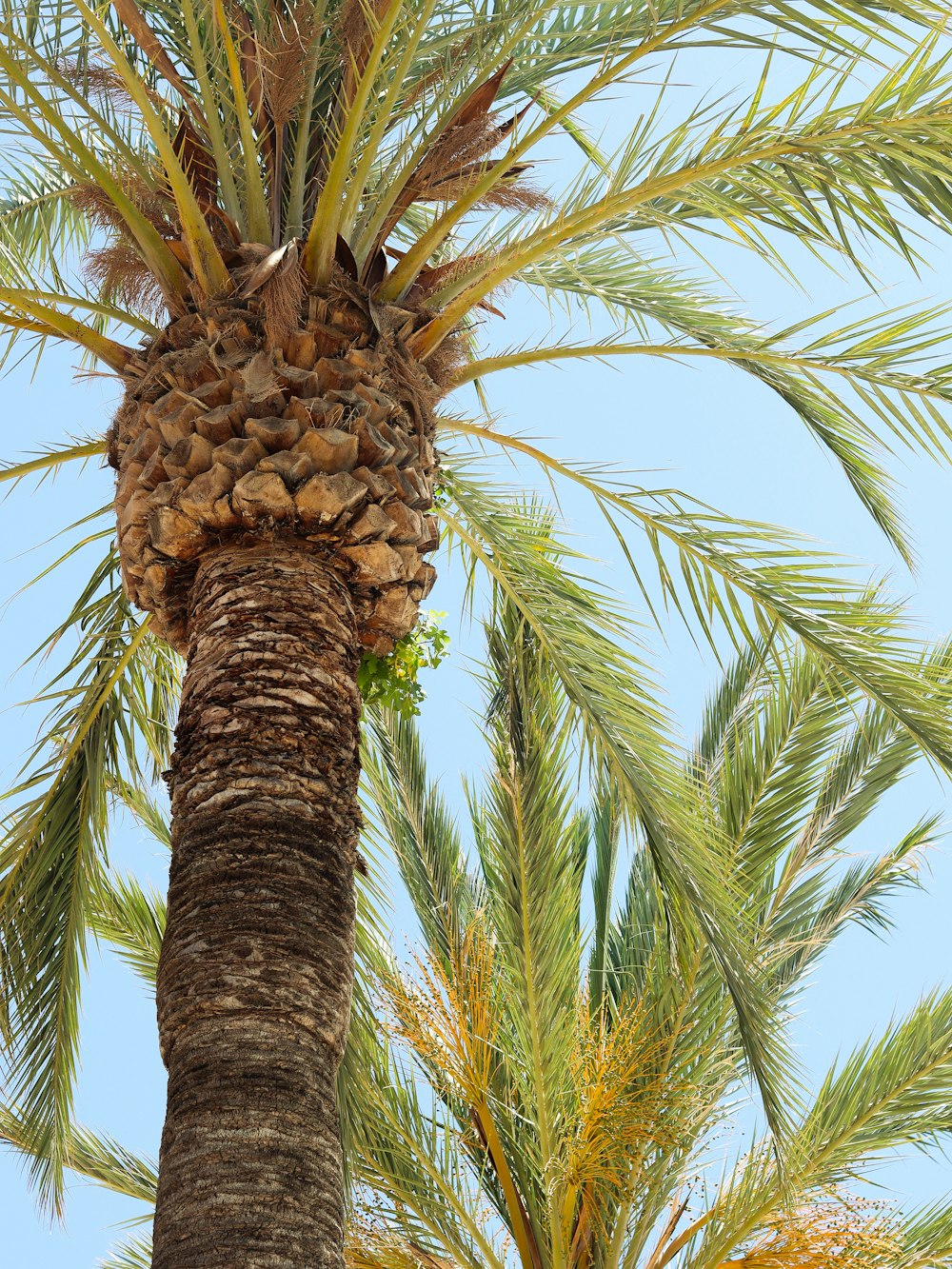 a tree with pine cones