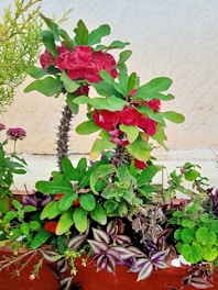 A diverse collection of plants in a rectangular planter. The main focus is on a plant with bright pink flowers and thorny stems. Surrounding it are various leafy plants, including those with broad green leaves, purple-striped leaves, and small pink blooms. The background features a neutral-colored wall.