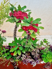 A diverse collection of plants in a rectangular planter. The main focus is on a plant with bright pink flowers and thorny stems. Surrounding it are various leafy plants, including those with broad green leaves, purple-striped leaves, and small pink blooms. The background features a neutral-colored wall.