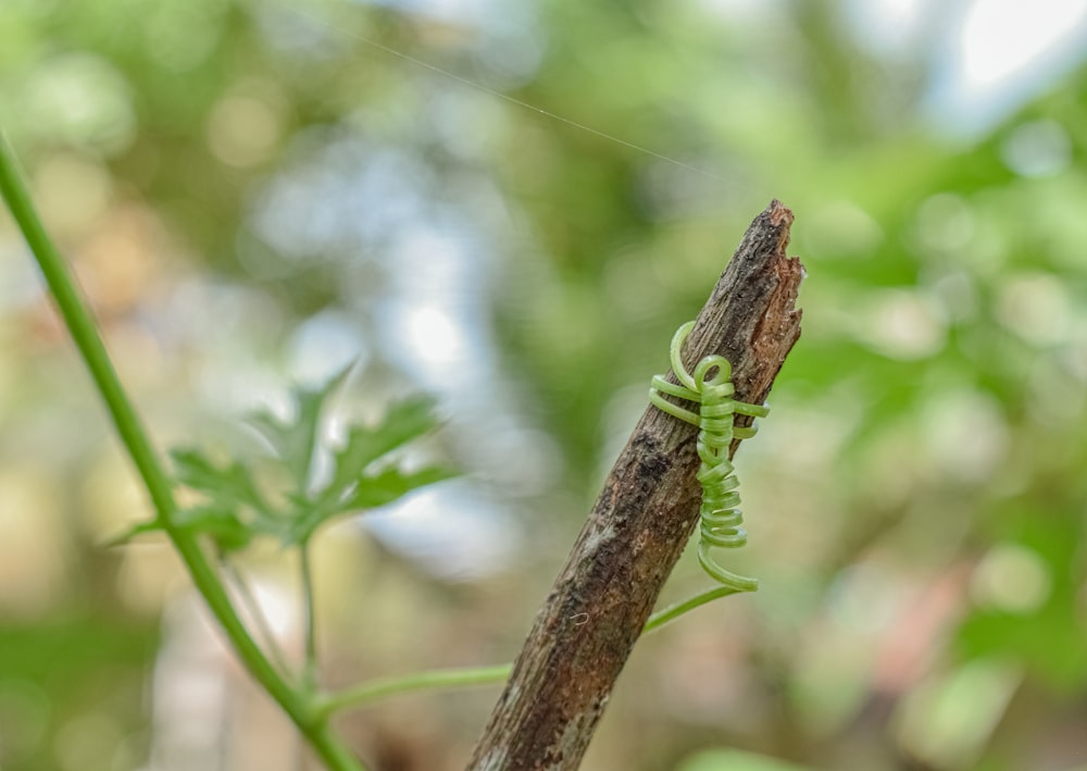 a bug on a branch