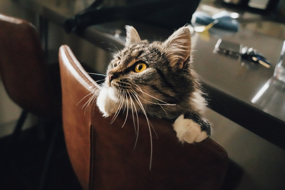 a cat sitting on a chair