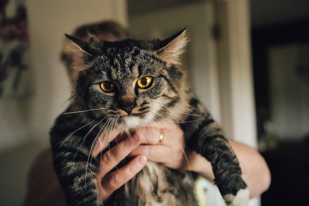 a person holding a cat