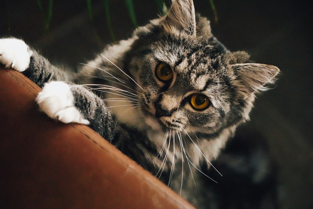 a cat lying on a person's lap