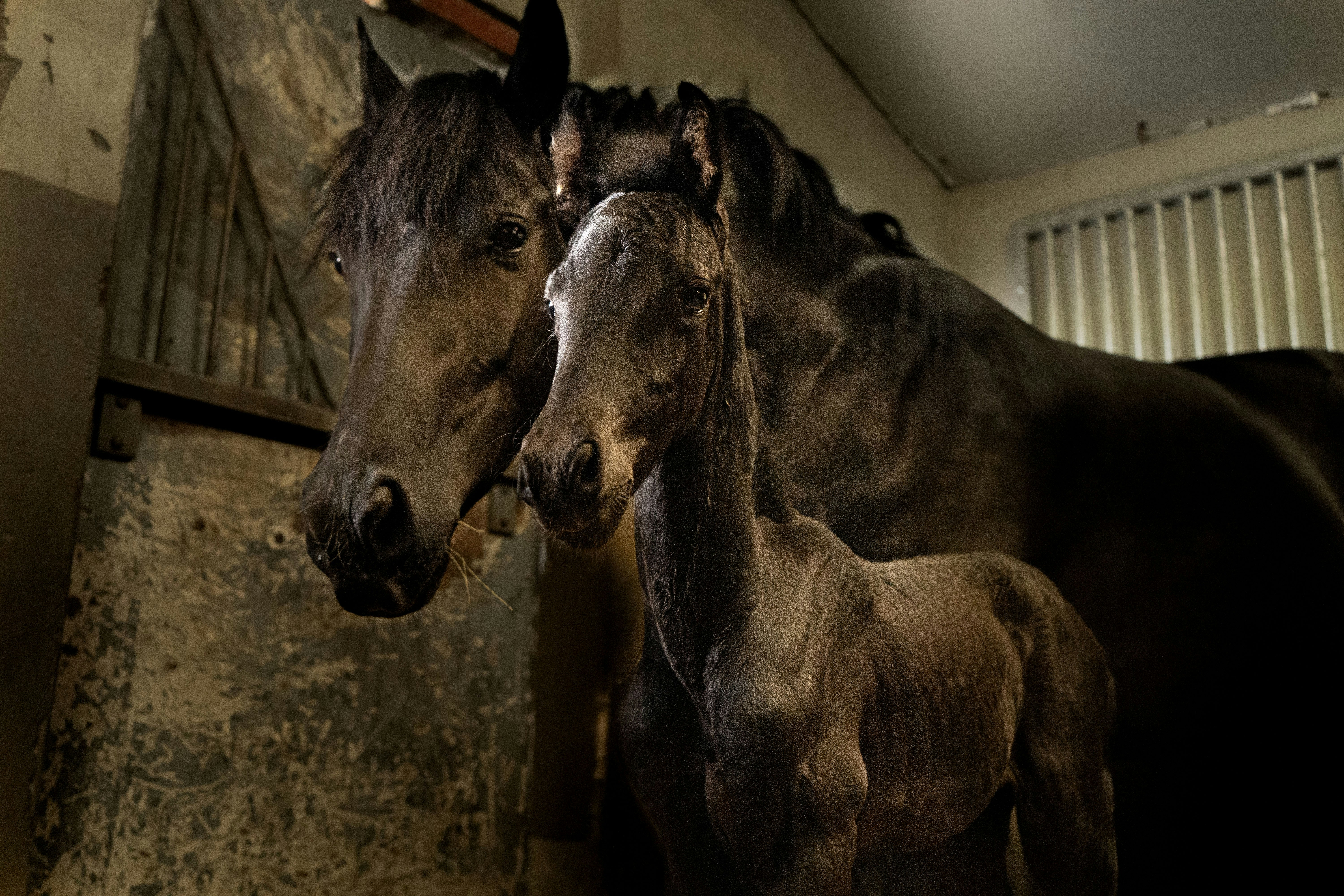 FOALING A MARE: From the water breaking to foal’s first hours