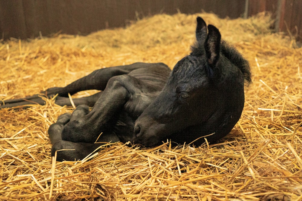 a horse lying on its side