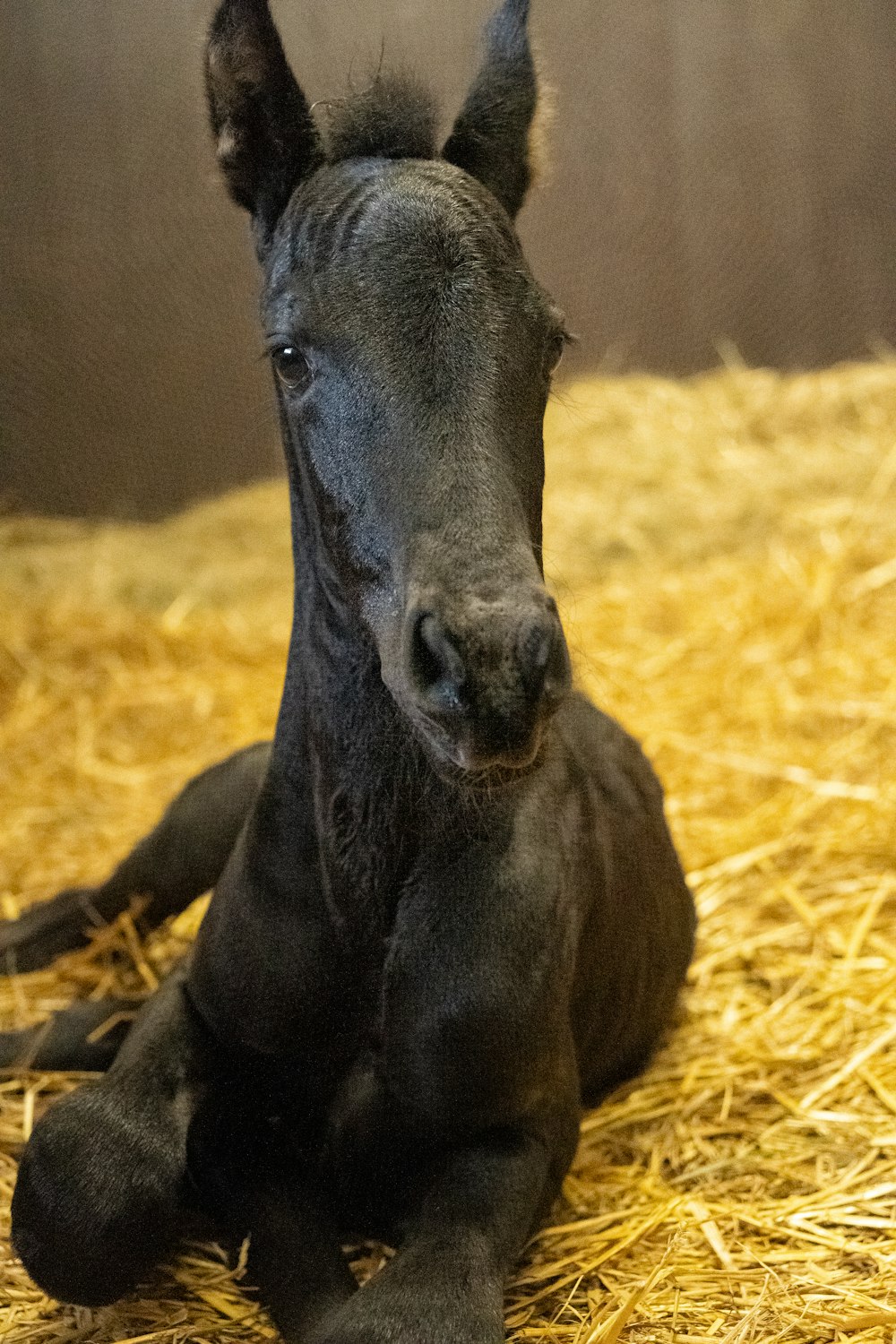 a black horse lying on hay