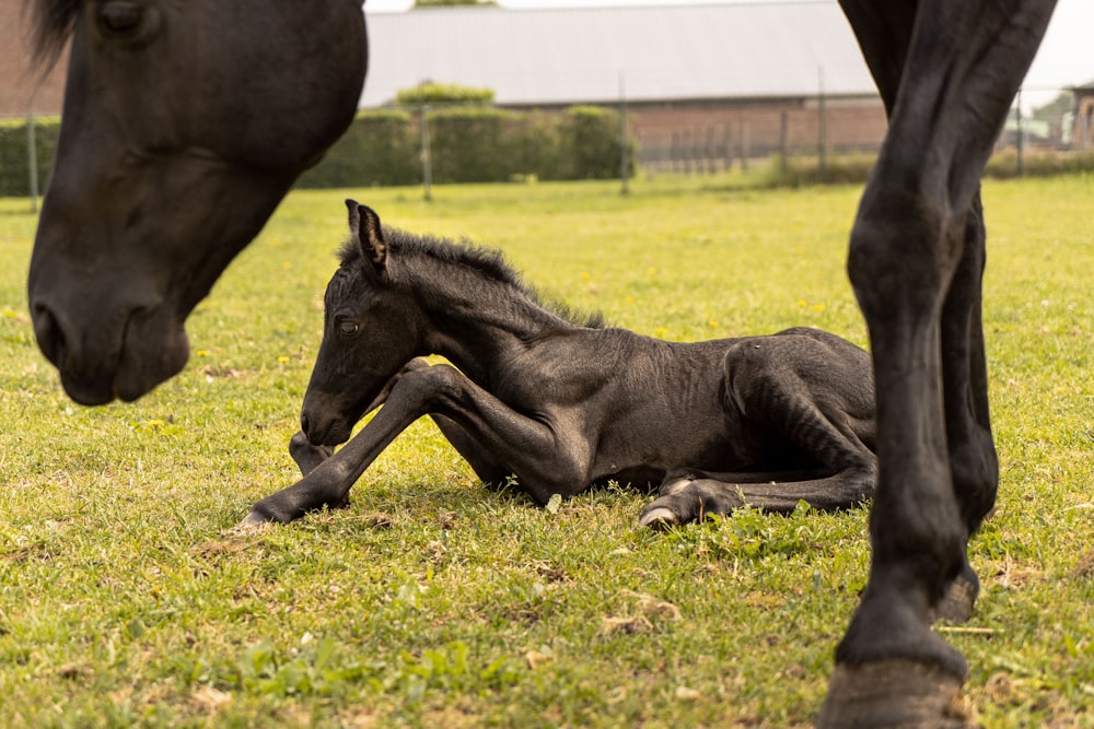 a baby horse lying on grass