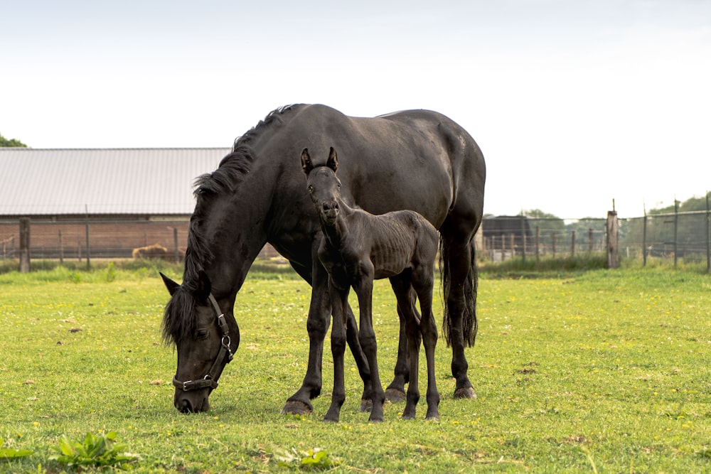 a group of horses in a fenced in pasture