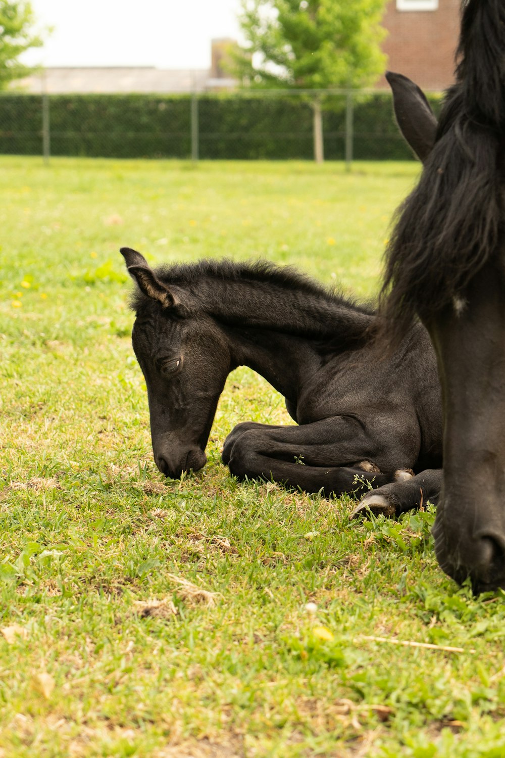 a horse lying on grass