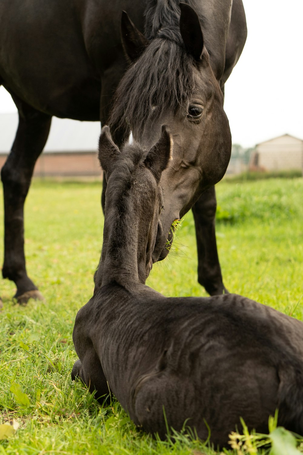 a horse and a baby horse