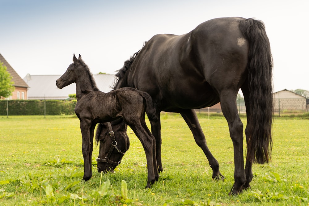 a couple of horses in a field