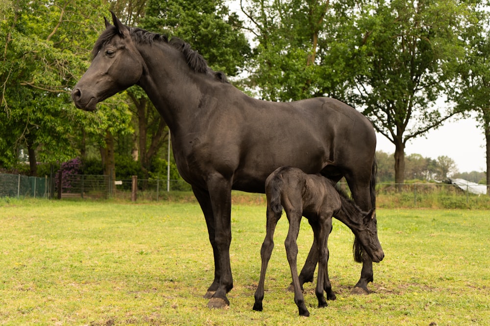 a horse and its calf in a fenced in pasture