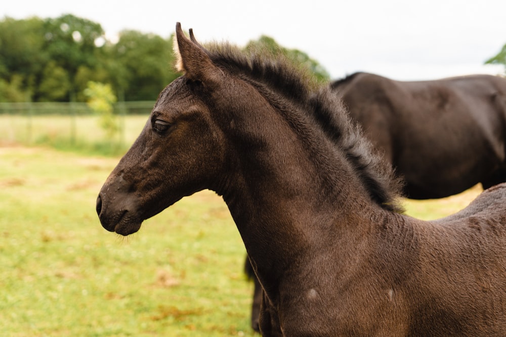 a couple of horses in a field