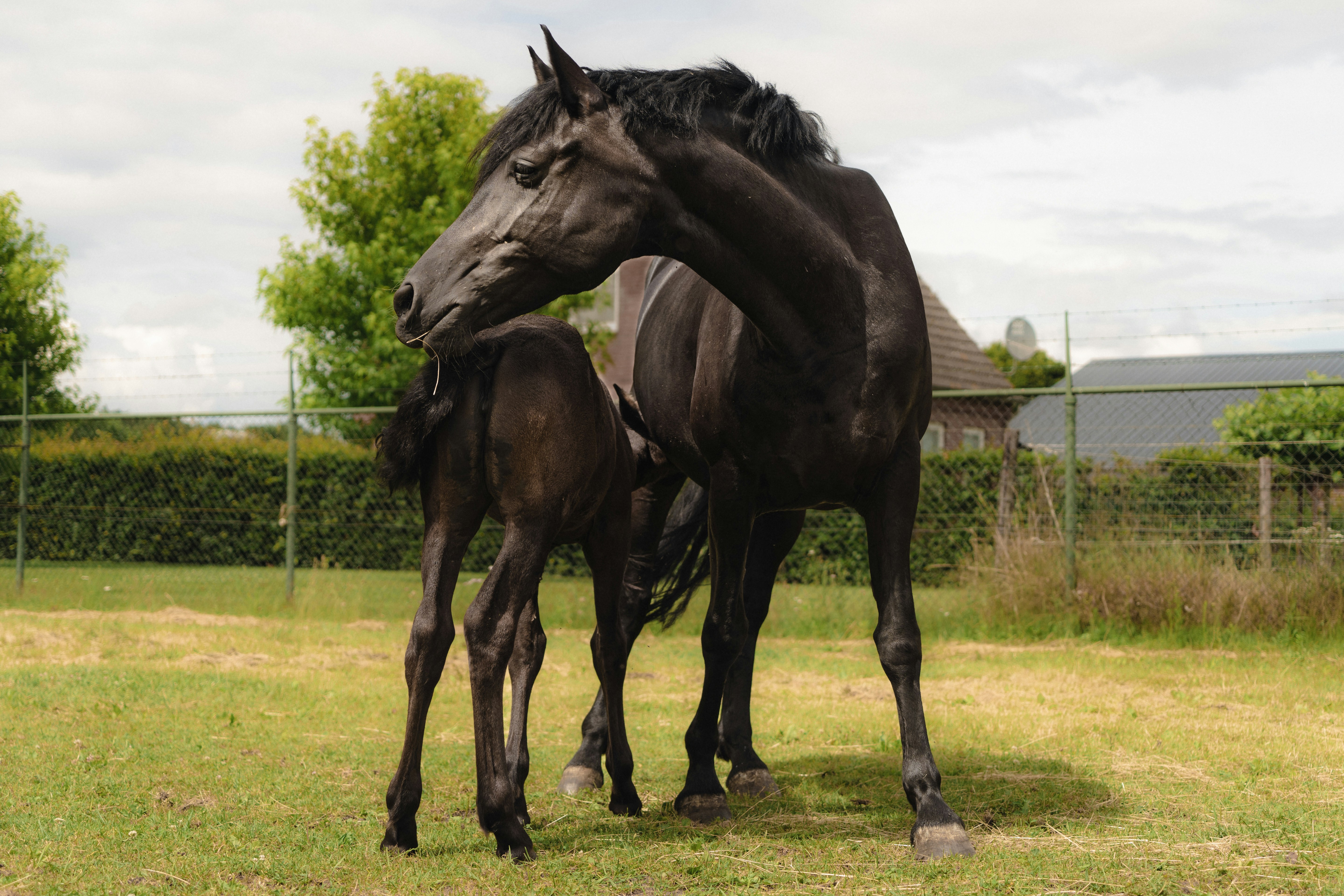 Afbeelding van Eersel
