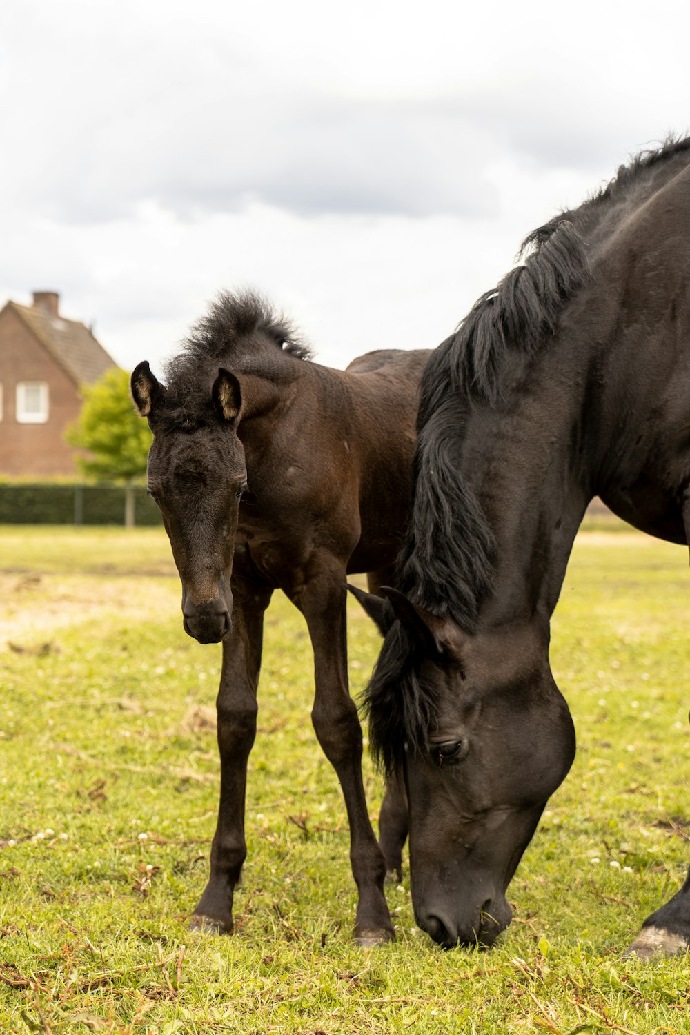 a couple of horses grazing