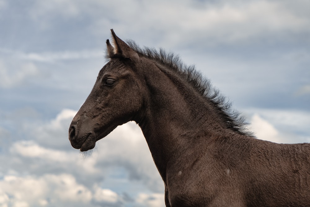 a brown horse with a black mane