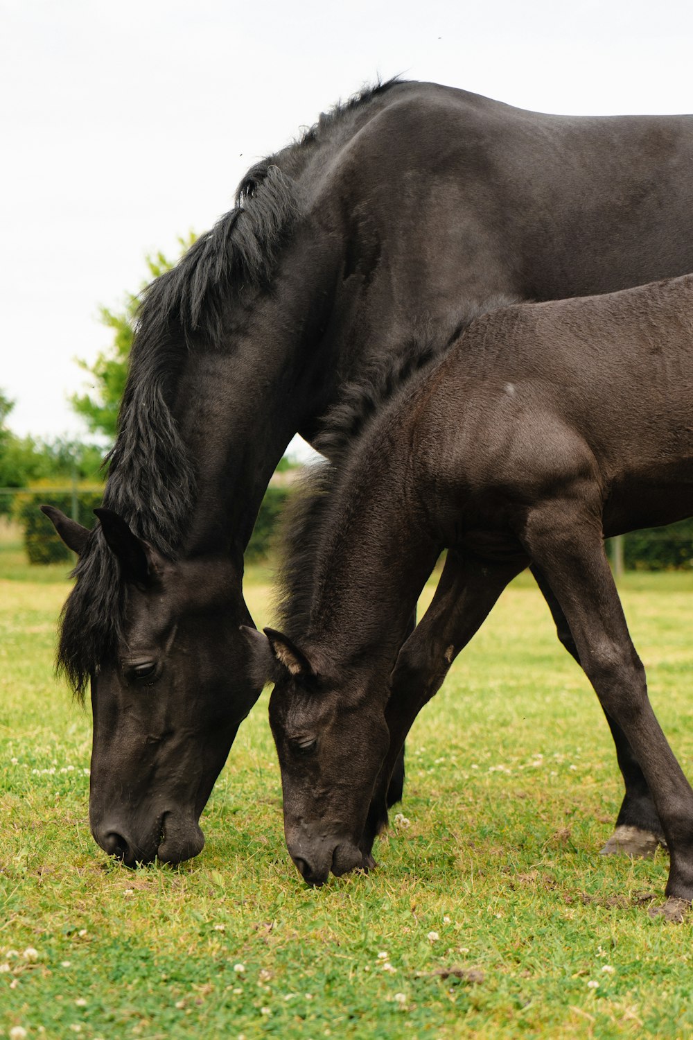 a horse and a horse grazing