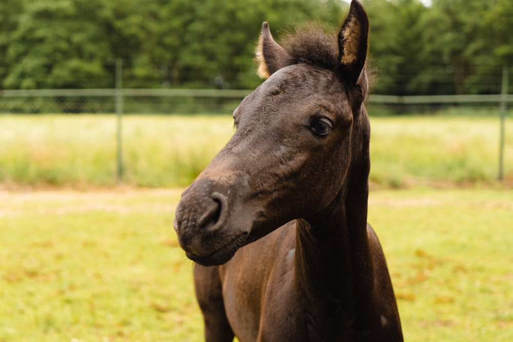 a horse standing in a field