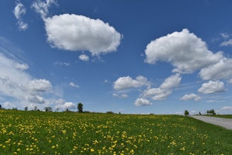 a field of flowers with a road and blue sky in the background