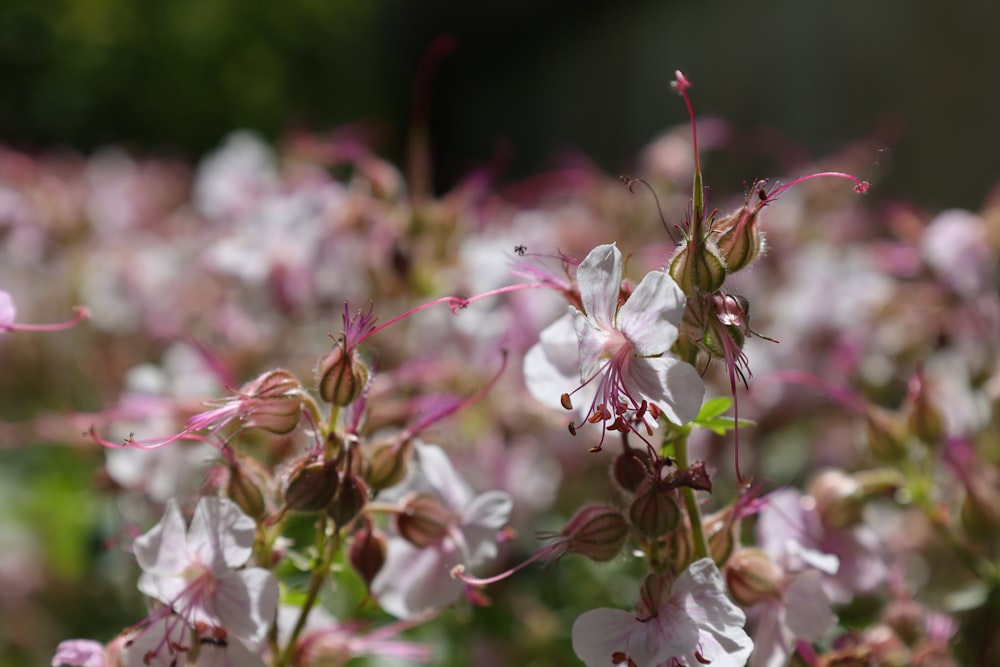 a close up of a flower