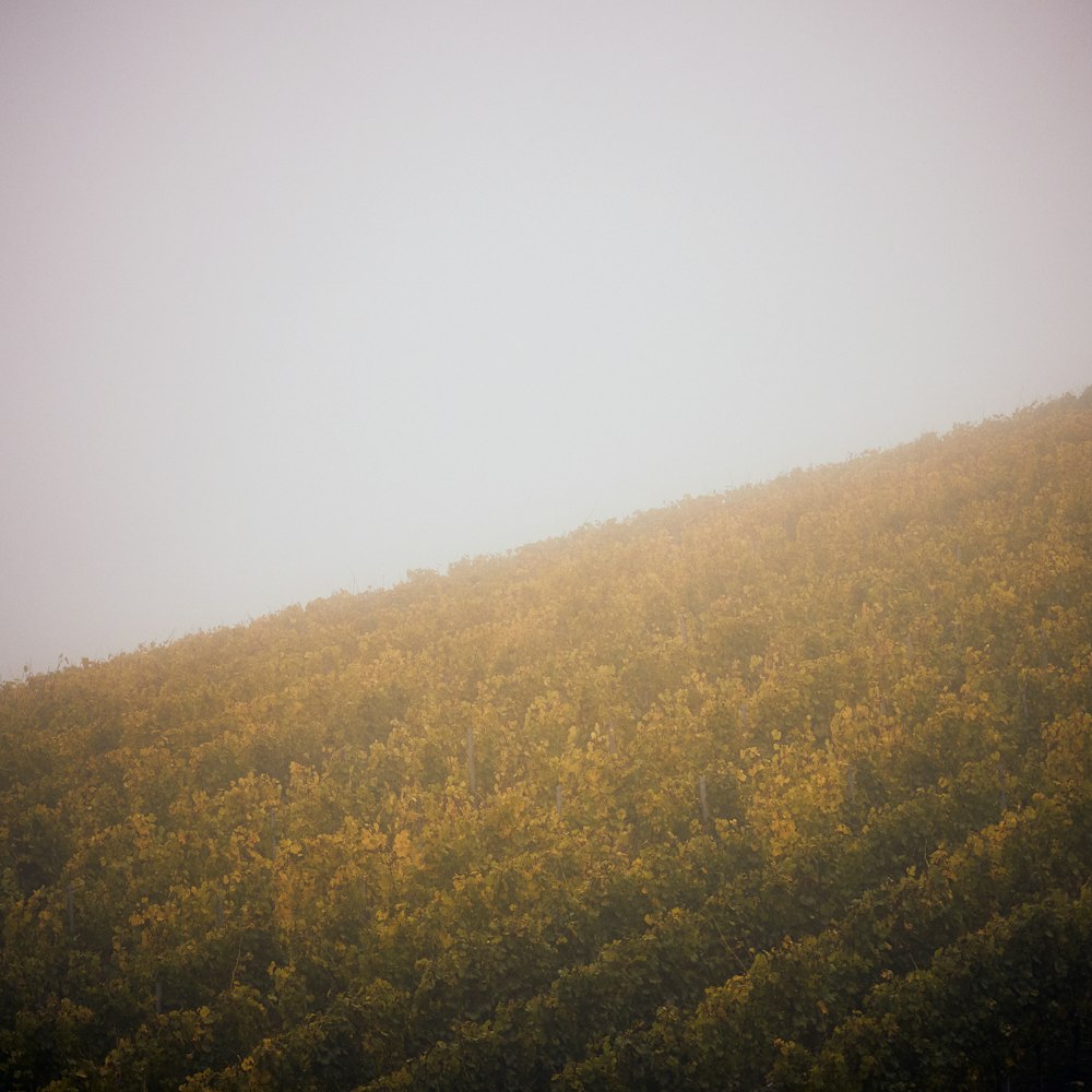 una collina con alberi su di esso