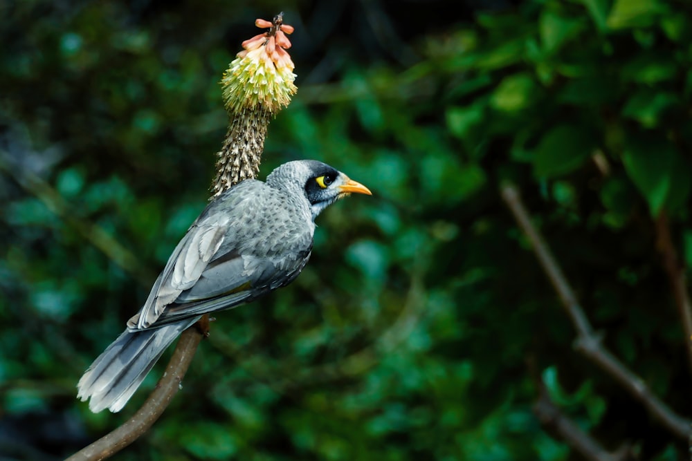 a bird eating a flower