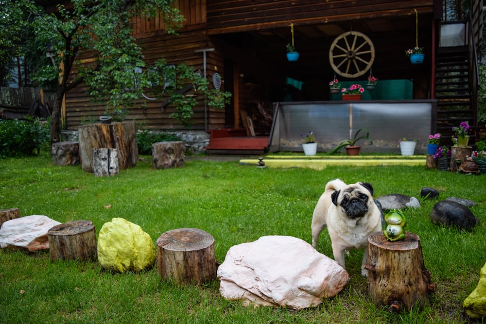 a dog sitting on a stump in a yard with a house in the background