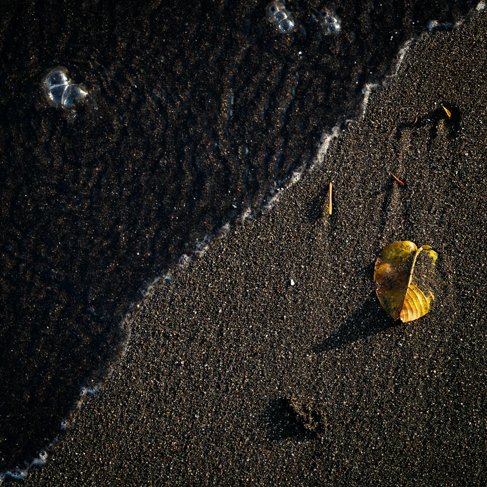 a yellow and black snake on a black surface