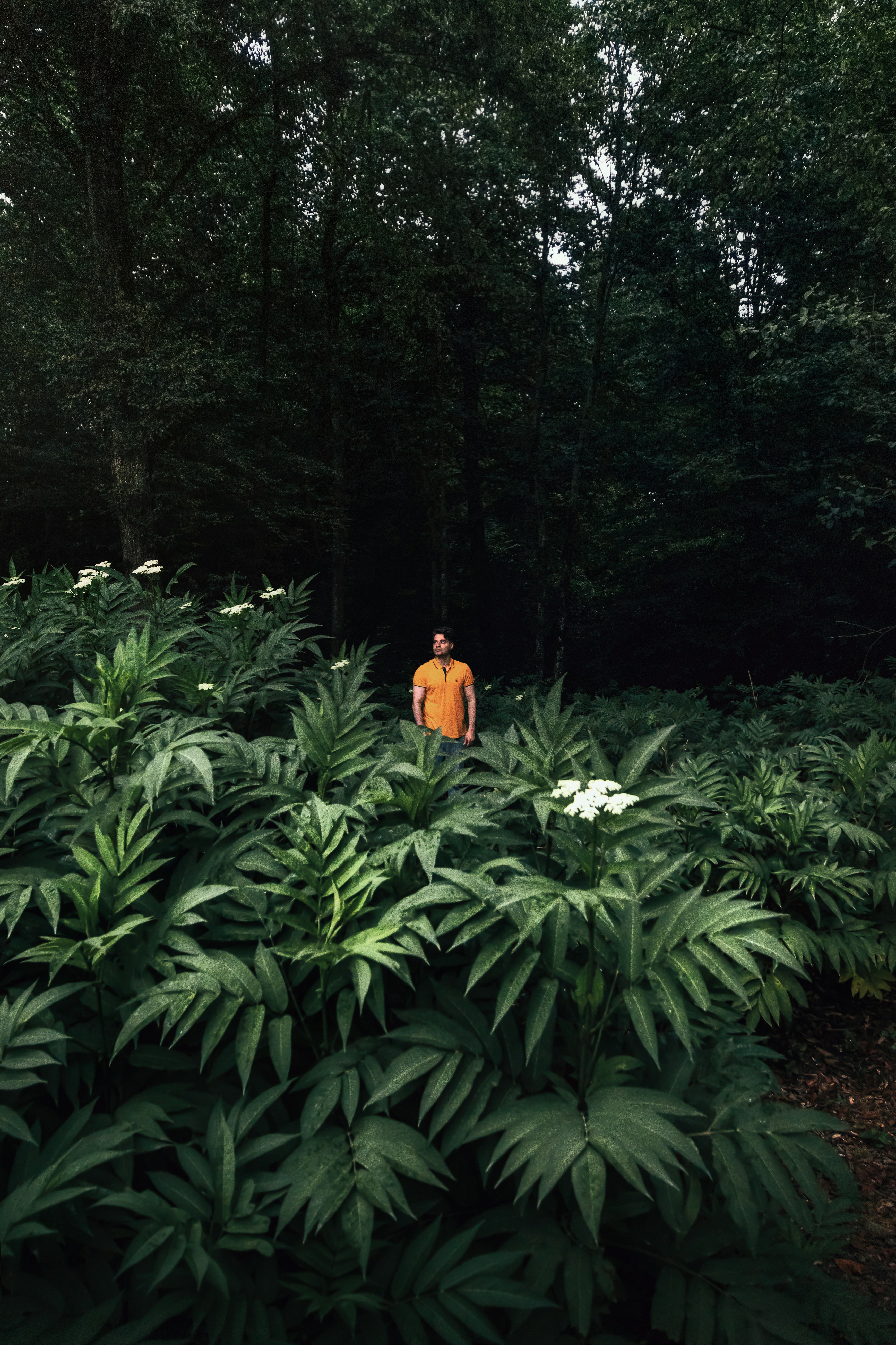 a person standing in a forest