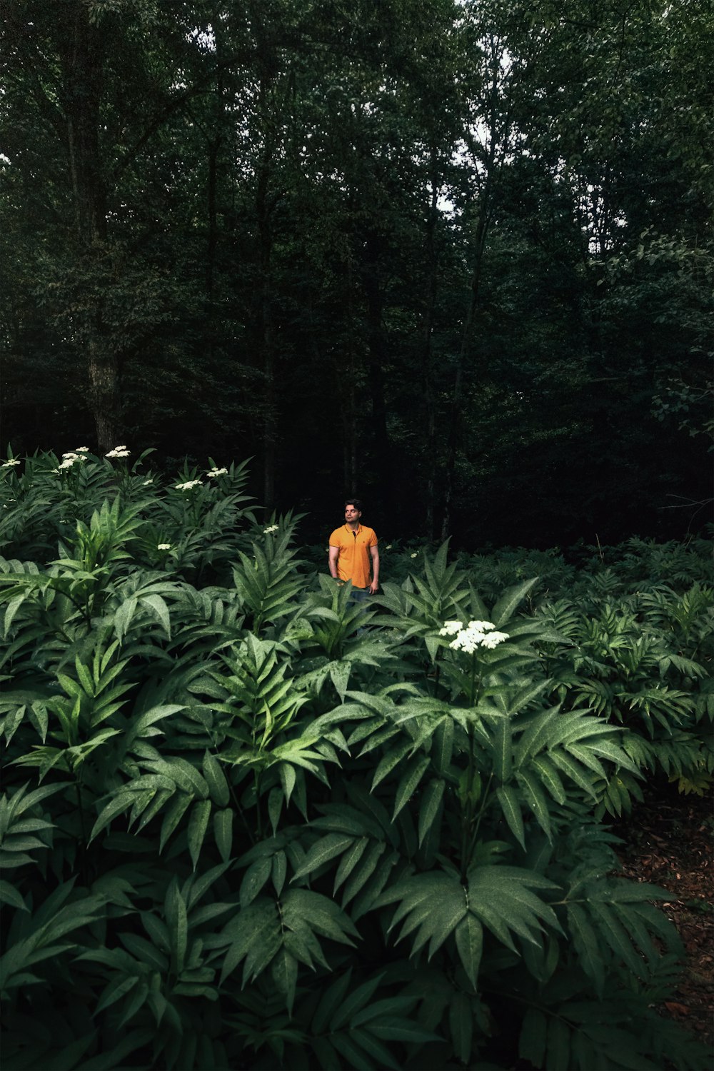 Una persona parada en un bosque