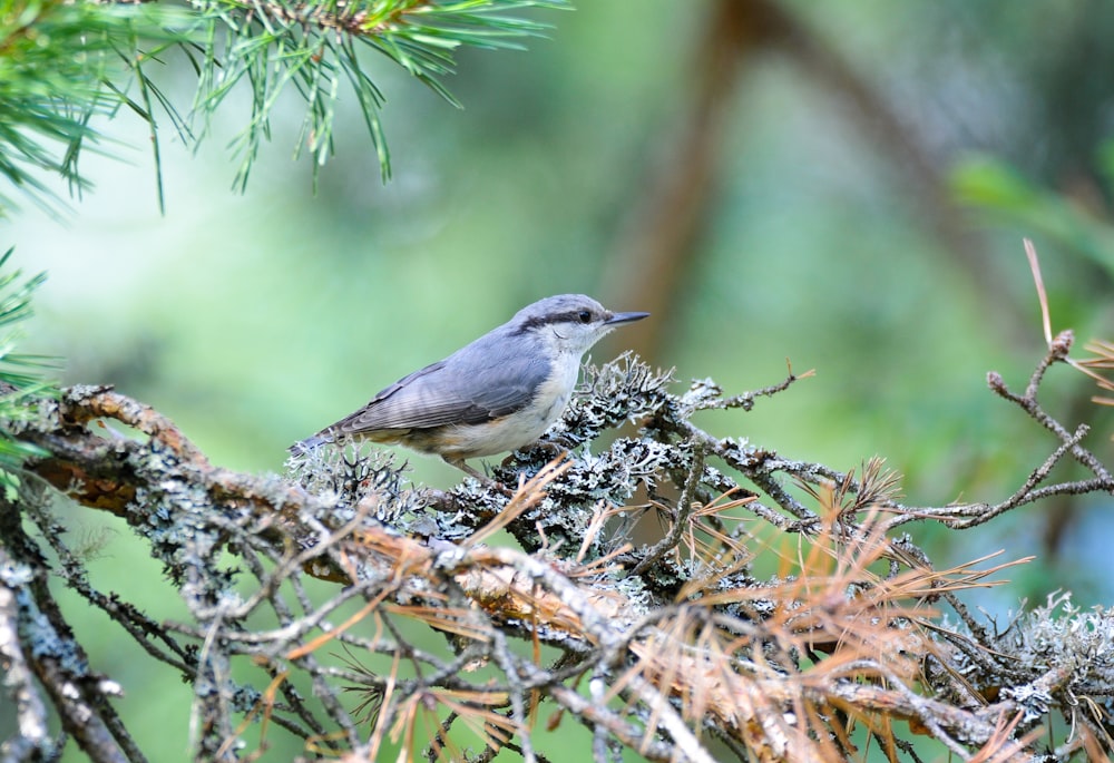 a bird sitting on a branch