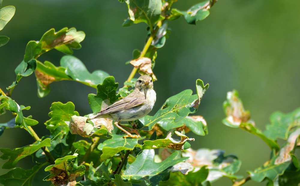 a bird perched on a branch